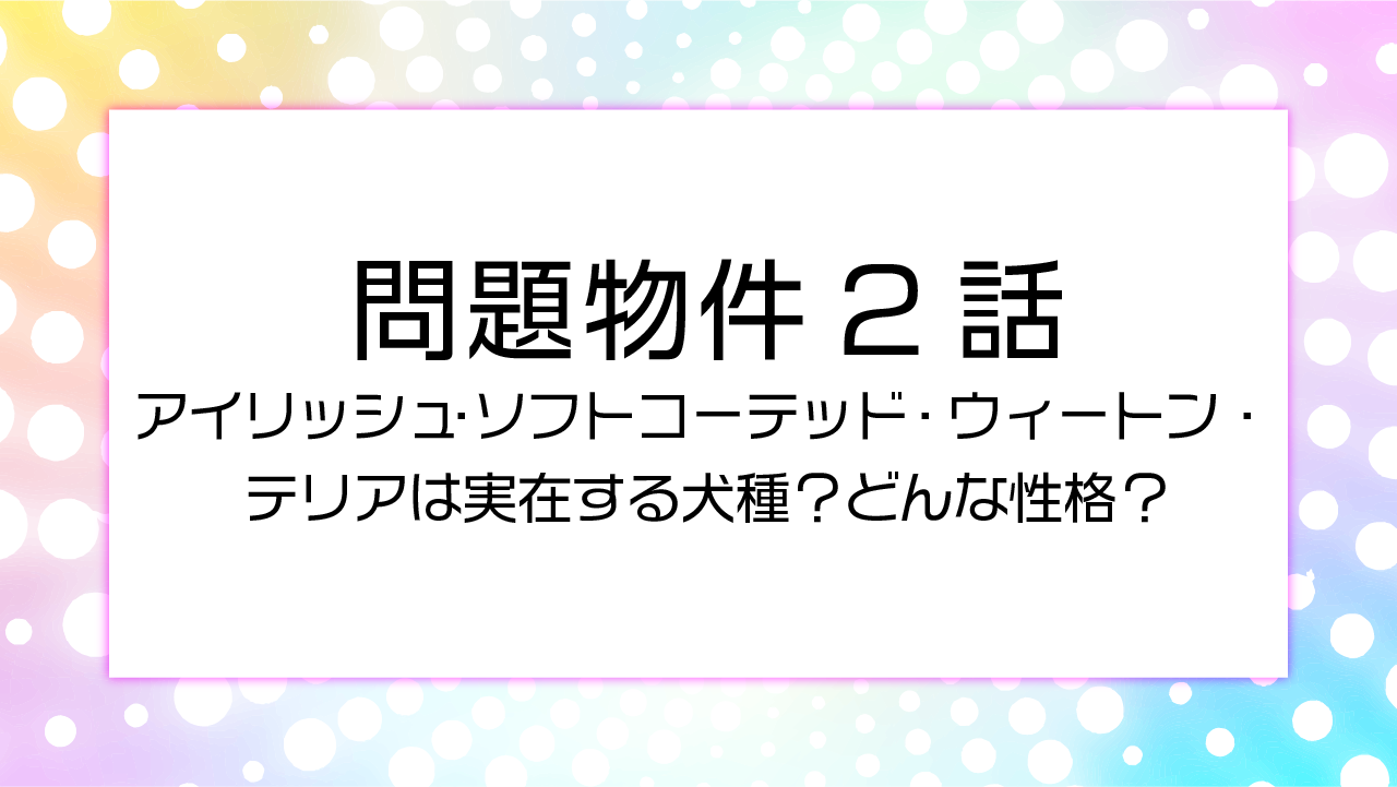 問題物件2話アイリッシュ・ソフトコーテッド・ウィートン・テリアは実在の犬種？どんな性格？