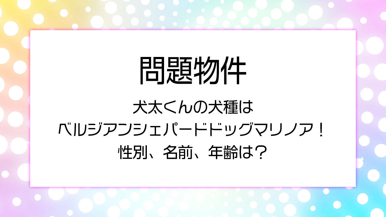 【問題物件】犬太くんの犬種はベルジアンシェパードドッグマリノア！性別、名前、年齢は？